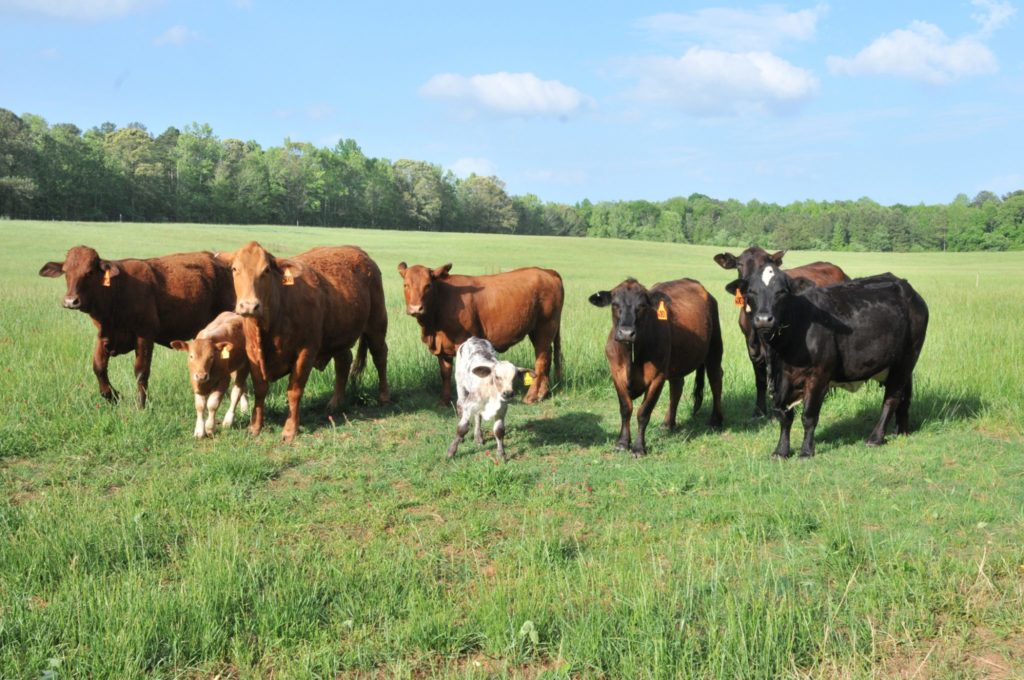 names-of-cattle-grass-pictures-scientific-name-nutrient-health-benefit