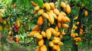 Nigerian cocoa farmers