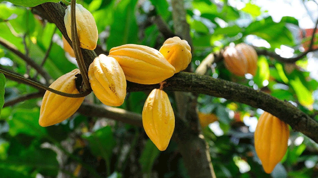 cocoa farming business plan pdf