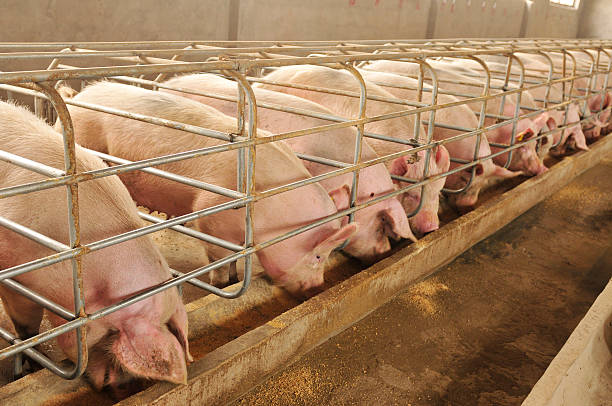 Reason Why Starting A Pig Farming Business In Nigeria Is Lucrative