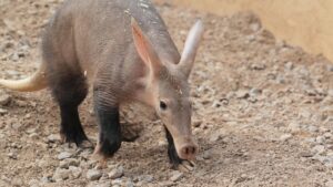 Aardvark