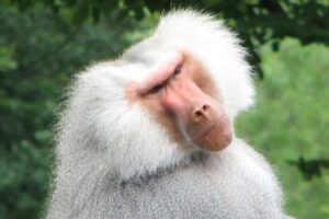 Baboon