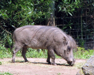 Desert Warthog