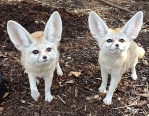 Fennec Fox