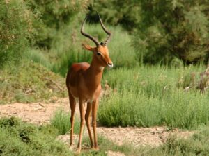 Beautiful Animals In Africa 