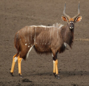 Beautiful Animals In Africa 