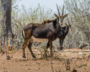 Beautiful Animals In Africa 