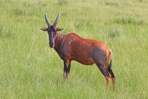 Beautiful Animals In Africa 