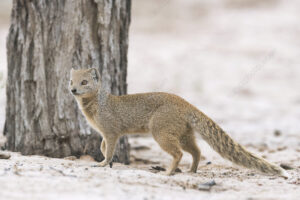 Yellow Mongoose