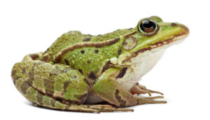 Dreams about frogs
