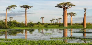 Information about madagascar