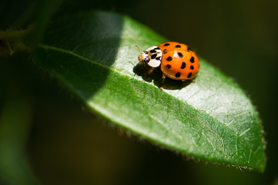 the-spiritual-meaning-of-ladybug