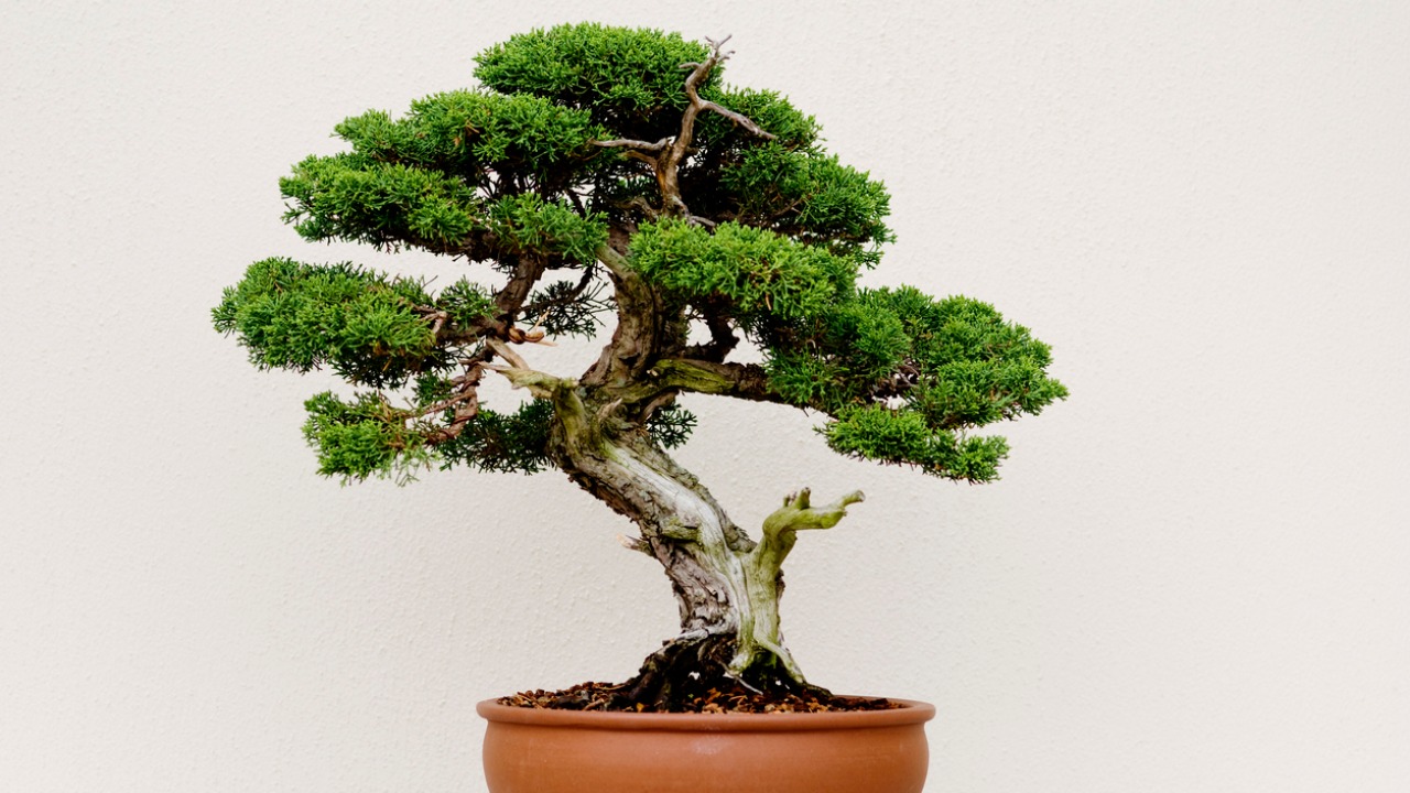 The Spiritual Meaning Of Bonsai Tree School Drillers