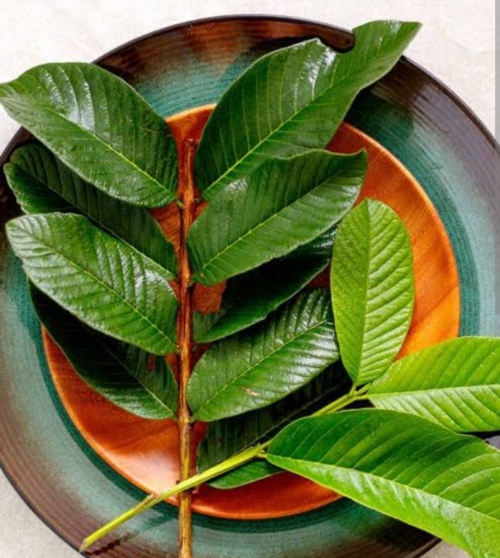 the-benefits-of-drinking-boiled-guava-leaves