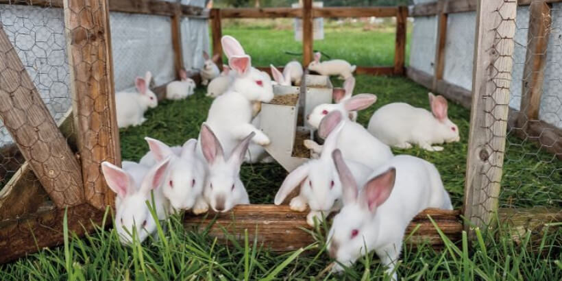rabbit business plan in nigeria